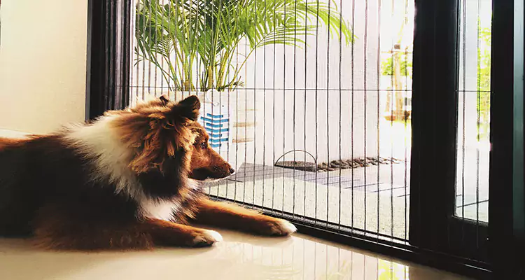 Sliding Screen Pet Door Repair in The Crossings, FL
