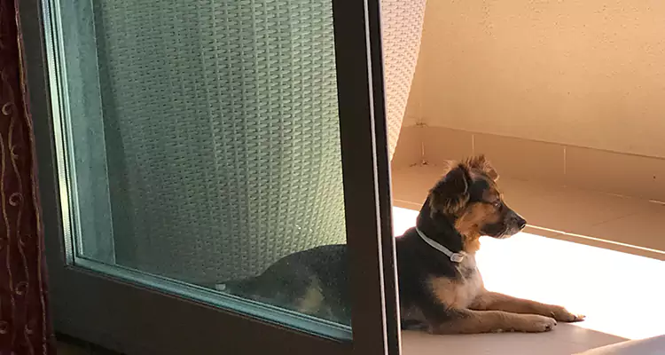 French Door Pet Screen Repair in The Crossings, FL